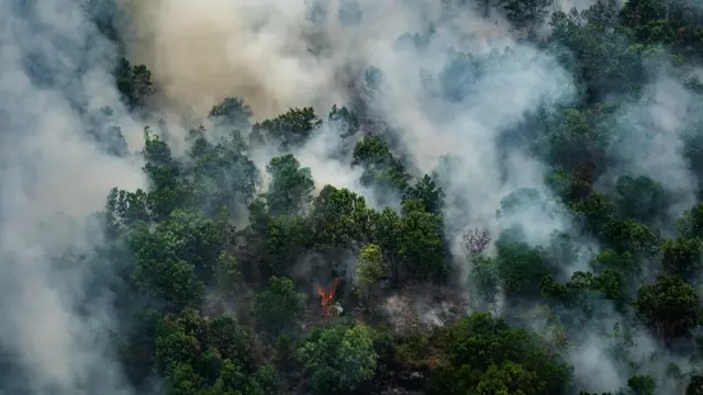 Lekas Pulih, Hutan Ku